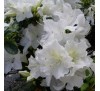 Азалия  японская Плезент Вайт (Pleasant White) С2, 2,5года